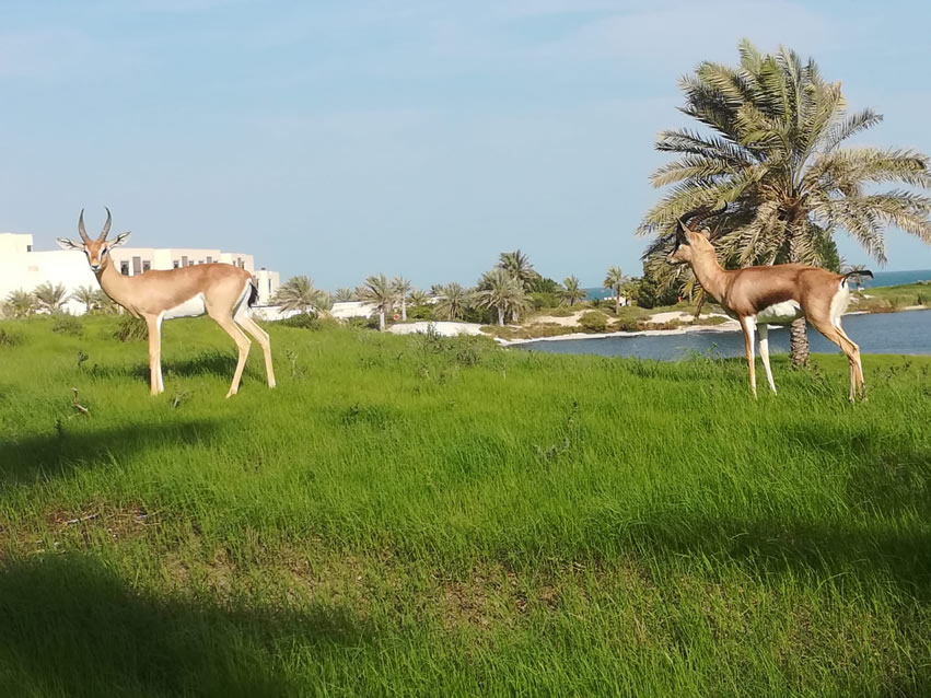 <h2>2018 Arabian Gulf Golf Cruise</h2>10 Nights | 5 Rounds | Dubai to Dubai | November 10 - 20