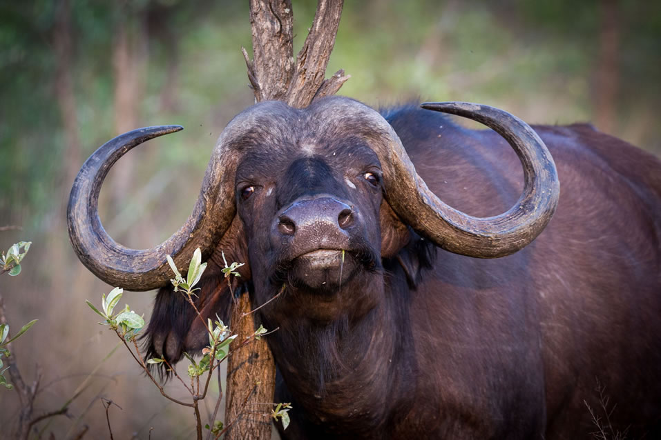 <h2>The Best of South Africa 2017</h2>14 Nights, 4 on Safari | 5 Rounds | Wine Tours & Sightseeing | November 3 – 17