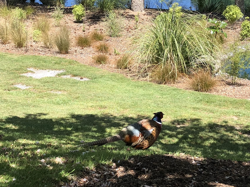 <h2>The Best of New Zealand Escorted 2018</h2>Taupo, Napier, Wellington & Queenstown