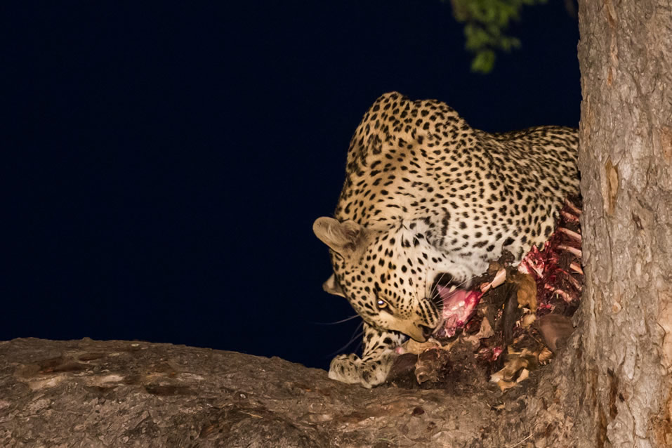 <h2>The Best of South Africa Escorted 2018</h2>Golf, Kruger Safari, Cape Town, the Winelands & Garden Route