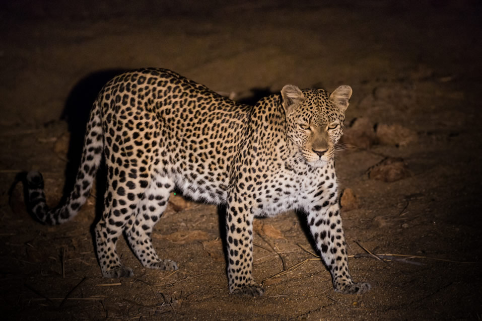 <h2>The Best of South Africa Escorted 2018</h2>Golf, Kruger Safari, Cape Town, the Winelands & Garden Route