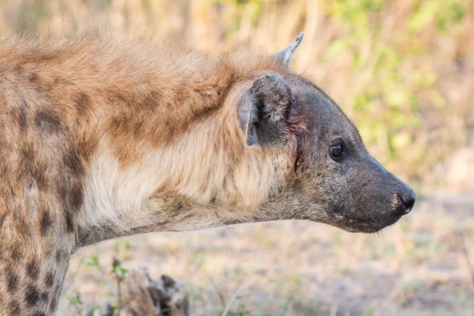 <h2>The Best of South Africa Escorted 2018</h2>Golf, Kruger Safari, Cape Town, the Winelands & Garden Route