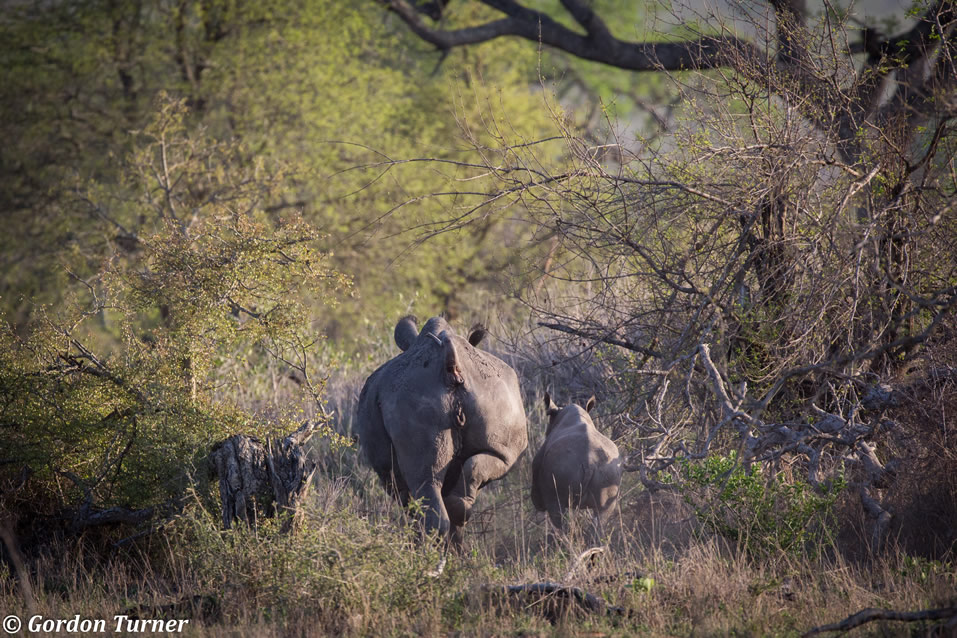 <h2>The Best of South Africa Escorted 2018</h2>Golf, Kruger Safari, Cape Town, the Winelands & Garden Route