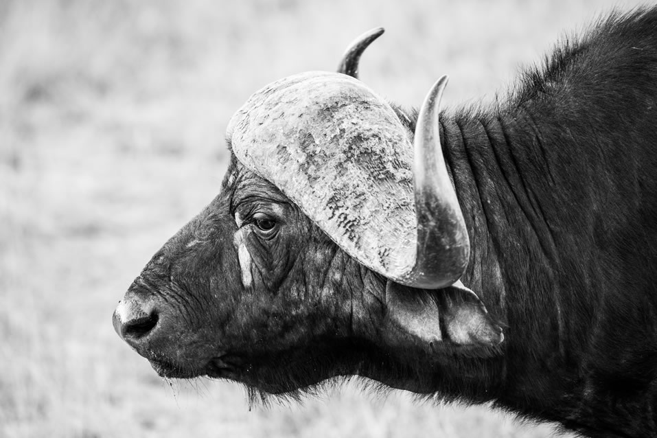 <h2>The Best of South Africa Escorted 2018</h2>Golf, Kruger Safari, Cape Town, the Winelands & Garden Route